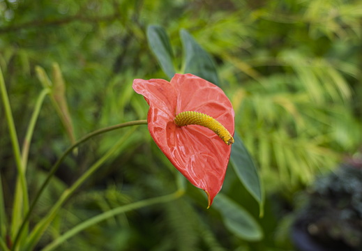 Selby Gardens Apr 2026